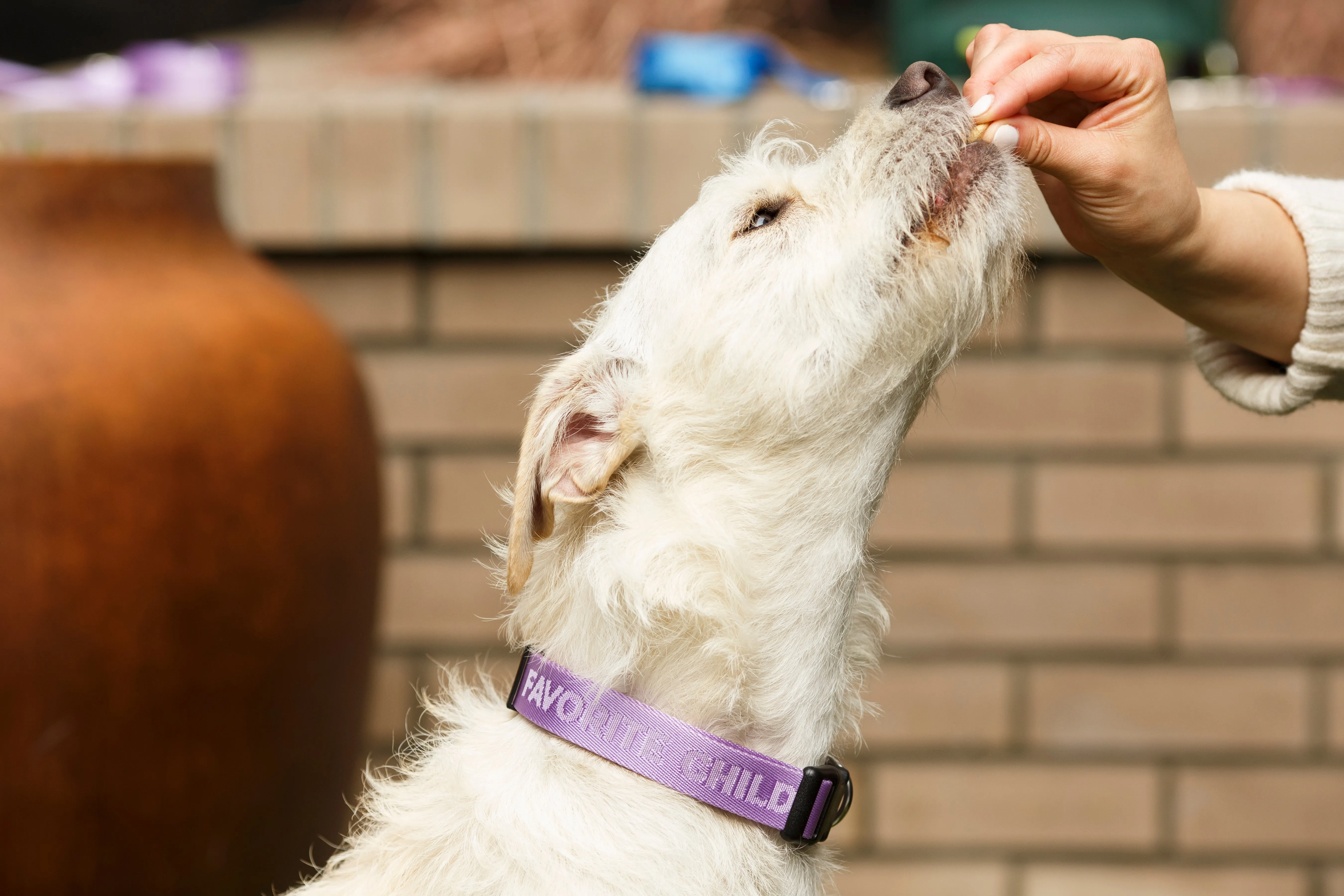 Favorite Child (lavender) Dog Collar