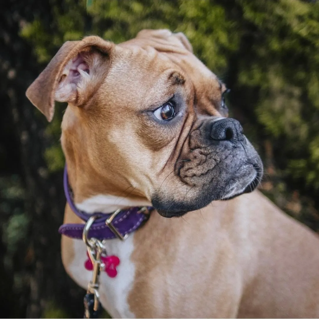 suede collar - purple